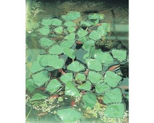Wassernuss floraself trapa gebraucht kaufen  Deutschland