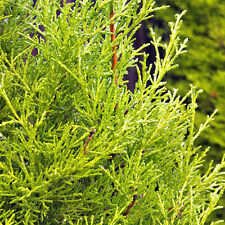 Gold leylandii fast for sale  UK