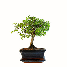 Bonsai baum keramik gebraucht kaufen  Deutschland