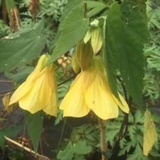 Abutilonwaltz .kent bell. for sale  UCKFIELD