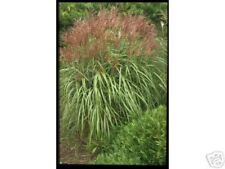 Große pflanze miscanthus gebraucht kaufen  Kronburg