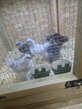 Fresh silkie fertile for sale  CROOK