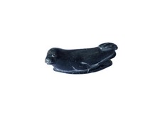 Inuit seal pup for sale  YORK