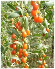 Pianta goji rosso usato  Montichiari