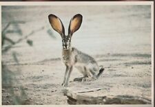 Postcard desert jack for sale Postcard desert jack for sale  New Paris