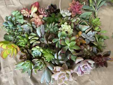 Free cuttings healthy for sale  Santa Ana