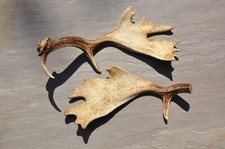 Large natural moose for sale  BASINGSTOKE