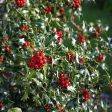 Ilex aquifolium alaska for sale  KING'S LYNN