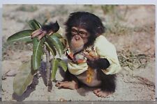 Cartão postal antigo vintage cartão vista padrão chimpanzé chimpanzé faminto por animais, usado comprar usado  Enviando para Brazil