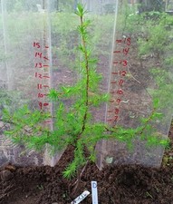 Live larch tree d'occasion  Expédié en Belgium