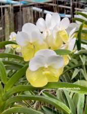 Orchid Orchidee Orquídea Vanda Renu Gold, używany na sprzedaż  PL