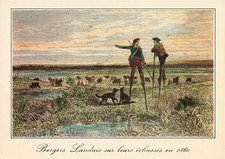 Lande bergers landais d'occasion  Expédié en Belgium