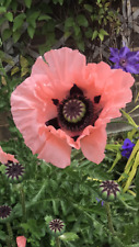 Oriental poppy victoria for sale  MIDDLESBROUGH