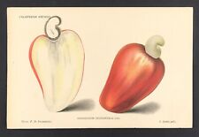 Botanical print cashew for sale  BOURNE END