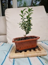 Box privet bonsai for sale  KINGSTON UPON THAMES