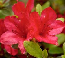 Red formosa azalea for sale  Pelzer