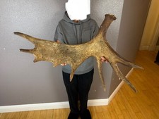 Big shiras moose for sale  Moscow