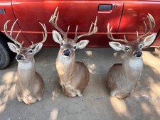 shoulder mount taxidermy for sale shoulder mount taxidermy for sale Skiatook