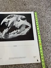 Sabertooth tiger skull for sale  Andover