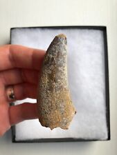 Huge inch tyrannosaurus for sale  FAREHAM