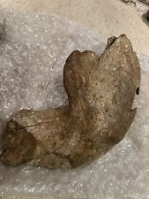 Wooly mammoth jaw for sale  GLASGOW