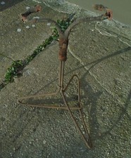 Ldtimer fahrrad ständer gebraucht kaufen  Gräfenhainichen