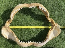 Large tiger shark for sale  BRIGHTON