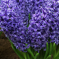 Garden elements spring for sale  Lititz