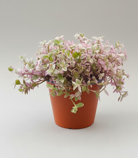 Callisia repens kribo for sale Callisia repens kribo for sale  GLOUCESTER