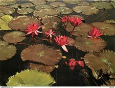 Aquatic plants water d'occasion  Expédié en Belgium