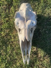 Bull moose skull for sale  Phoenix