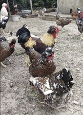 Eggs quality swedish for sale  GLOUCESTER
