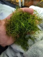 Cups hornwort live for sale  Royse City