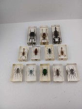 Bugs insects acrylic for sale  GREAT YARMOUTH