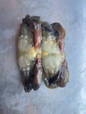 Box peeler crabs for sale  NEWTON ABBOT