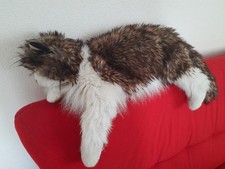 Folkmanis handpuppe katze gebraucht kaufen Folkmanis handpuppe katze gebraucht kaufen  Mühldorf a.Inn