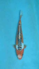 8.5 shusui koi for sale  Estill