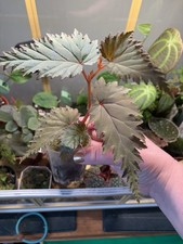plant terrarium for sale  WHITEHAVEN