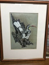 Stunning red billed for sale  OKEHAMPTON