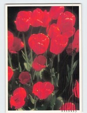 Usado, Cartão postal foto de bando de tulipas comprar usado  Enviando para Brazil