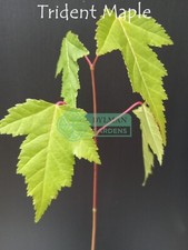 Trident maple tree for sale  Sheridan