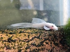 Long fin snow for sale  Winter Haven