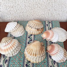 Coquilles jacques x28 d'occasion  La Fare-les-Oliviers