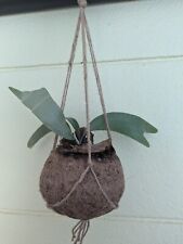 Staghorn fern hanging for sale  Lakeland