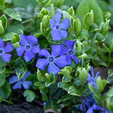 Vinca major variegata for sale  LLANDYSUL