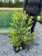 Cherry laurel hedging for sale  CRAIGAVON