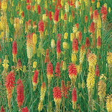 Kniphofia flamenco medium for sale  LLANDYSUL