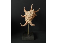 Coquillage lambis socle d'occasion  Paris XI