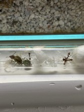 Reine fourmis oecophyla d'occasion  Rive-de-Gier
