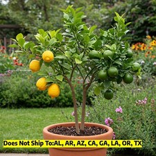 Citrus cocktail tree for sale  Vero Beach